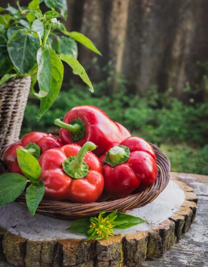 Paprika - Rajen seemned