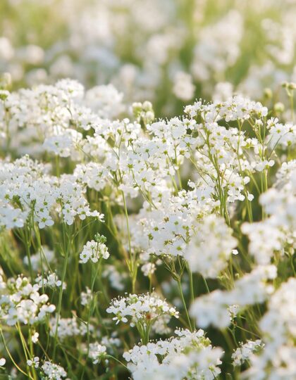 Kaunis Kipslill "Covent Garden Market"