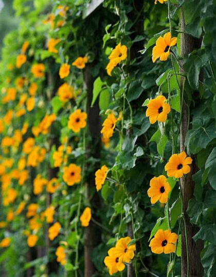 Tiivuline tunbergia "Black Eye Susan"