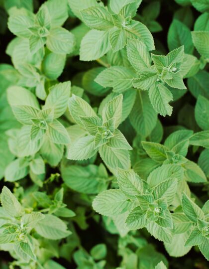 piparmündi mahseemned