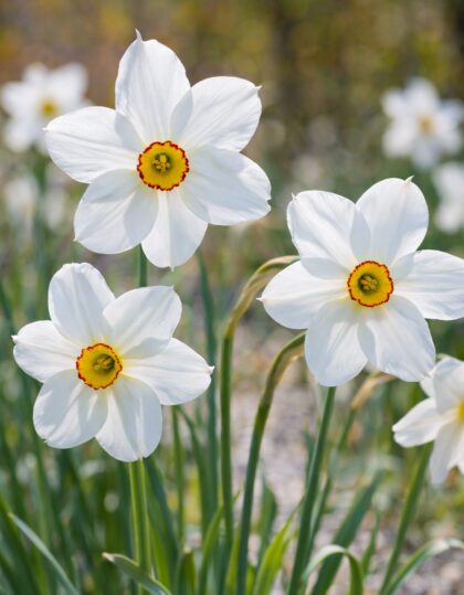 Talunartsiss ‘Poeticus’ 10tk