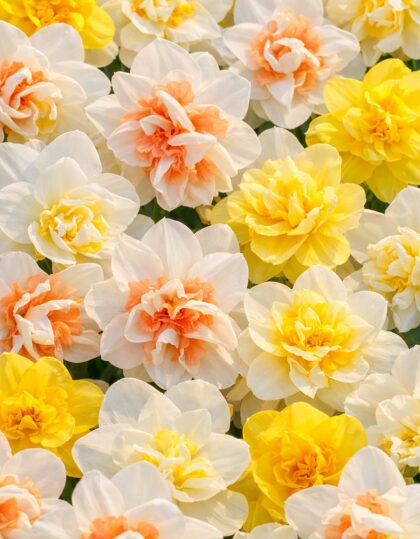 Täidisõieliste nartsisside segupakk 25tk