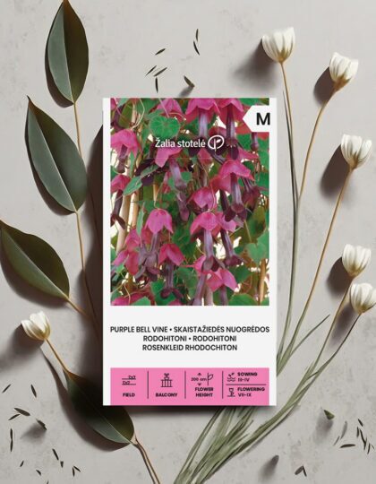 Rodohitoni seemned 'Purple Bell Vine'