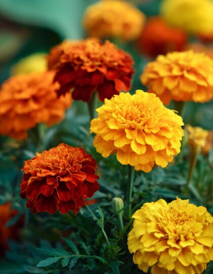 Prantsuse peiulille seemned 'Strawberry Blonde'