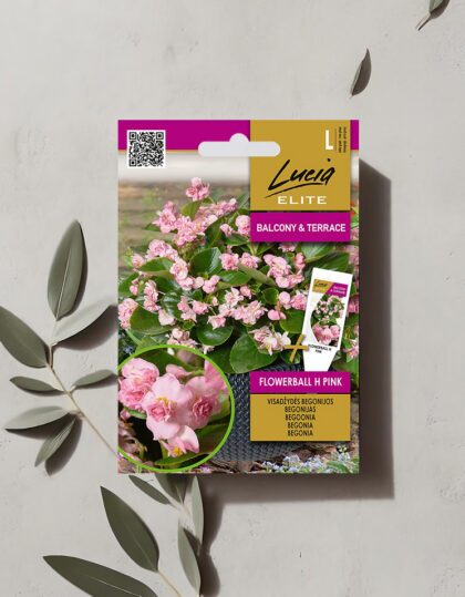 Täidisõielise begoonia seemned 'Flowerball H Pink'