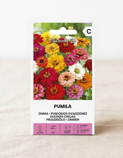 Pruudisõlg ‘Pumila’