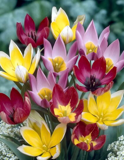 Madal tulbisegu 10tk