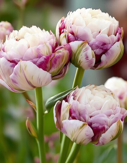 Täidisõieline hiline tulp