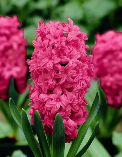 täidisõieline roosa hüatsint