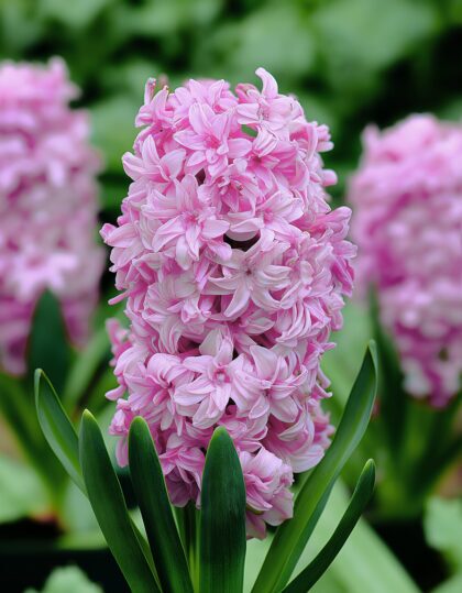 täidisõieline hüatsint