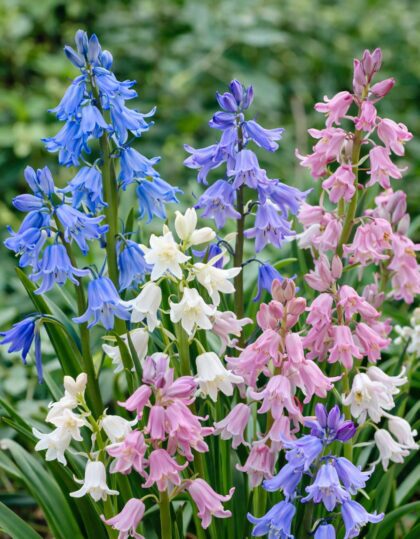 Hispaania hüatsintide segu 8 tk