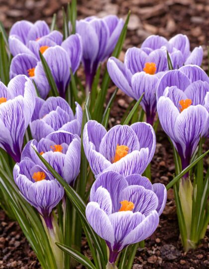 Krookuste sibulad ‘Pickwick’ 10tk