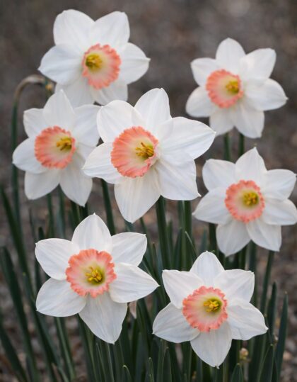 Nartsissisibulad ‘Pink Charm’ 5tk