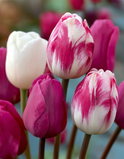 roosade tulpide segu