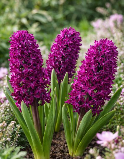 Hüatsindisibulad ‘Woodstock’ 3tk