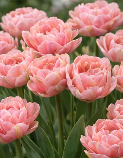 Tulp ‘Aveyron’ 5 tk