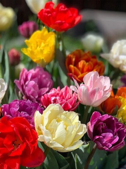 Täidisõieliste tulpide segu 5tk