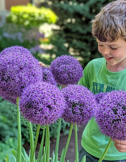 Hiidlaugu 'Gladiator' sibulad