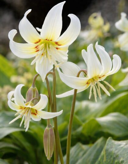 Koerahammas "Erythronium white beauty" 2tk