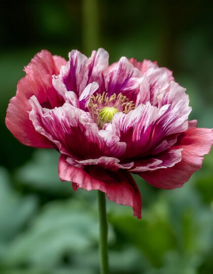 Mooni seemned 'Pandora'