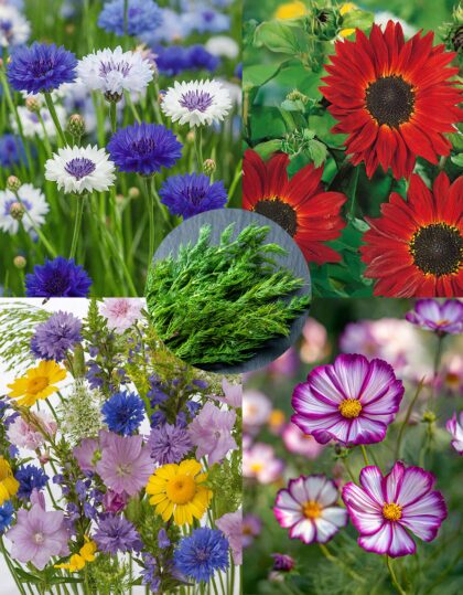 Aed, mis sumiseb – loodussõbralik seemnekomplekt