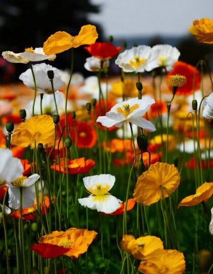 Moon ‘Victory Giant’