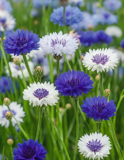 Rukkilill “Ball”