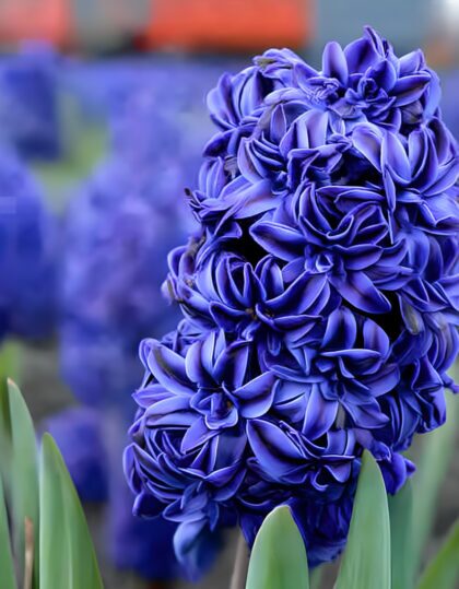 täidisõieline hüatsint