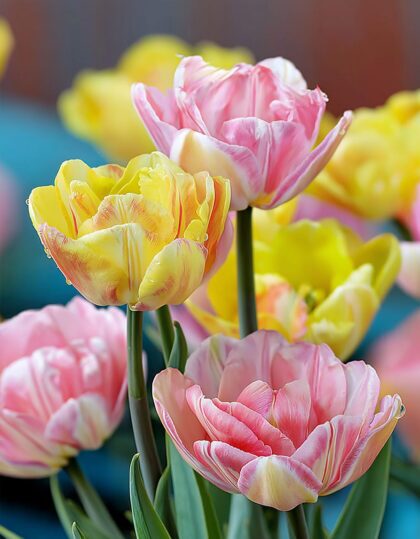 tulpide mix