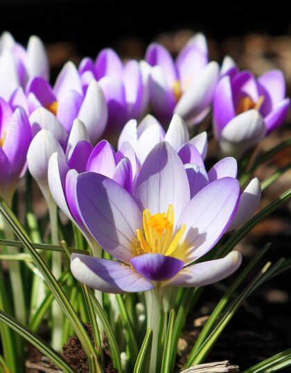 Krookus ‘Vanguard’ 10 tk