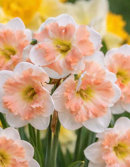 Nartsissisibulad ‘Cum Laude’ 5tk