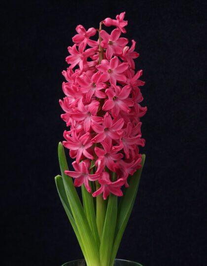 Hüatsindisibulad ‘Jan Bos’ 3tk