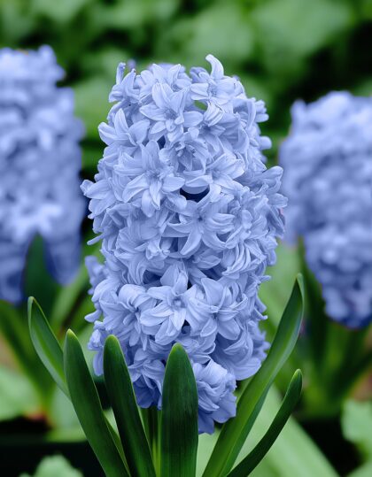 topelõieline sinine hüatsint