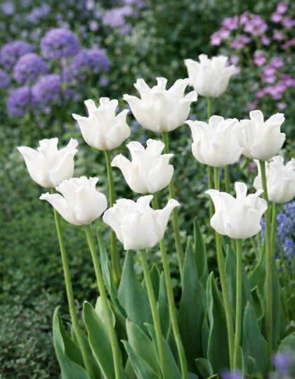 Kroontulp ‘White Liberstar’ 5tk