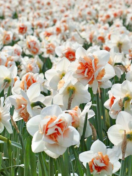 Nartsiss REPLETE sibulad