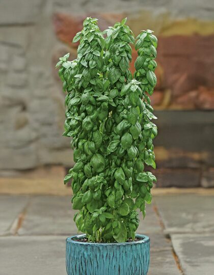 Vürtsbasiilik (Thai Towers)