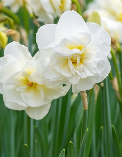 Topeltõielise nartsissisibulad