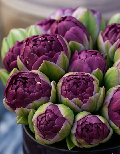 Tulbisibulad "Blue Wow"