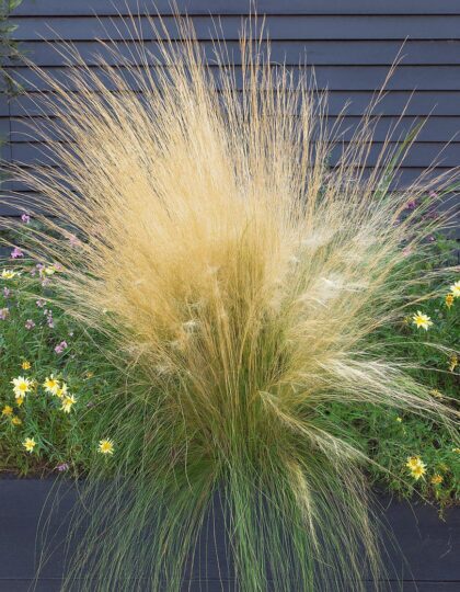 Dekoratiivheina seemned 'Angel Hair'