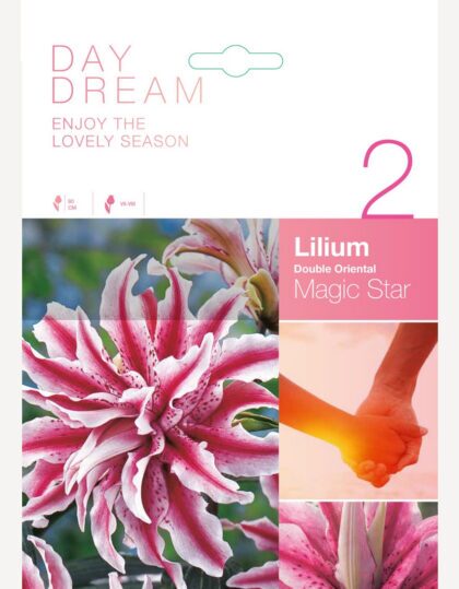 liilia sibulad magic star