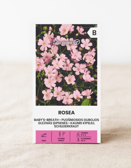 Roosa kipslill Baby’s-breath Rosea