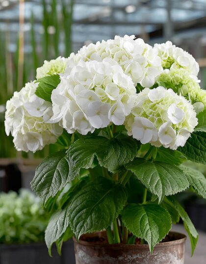 aedhortensia