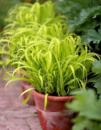 Harilik saluhein ‘Aureum’