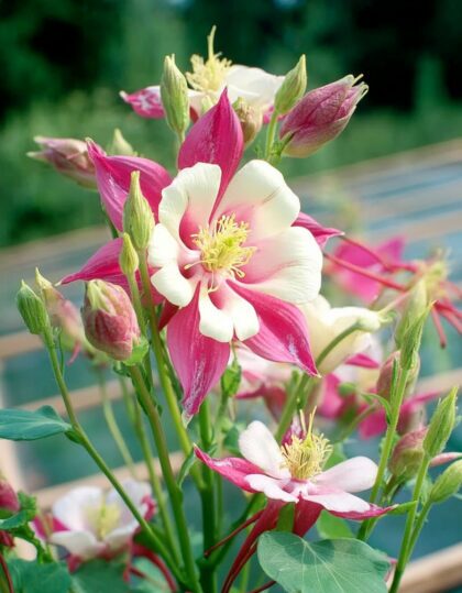 Kurekell ‘Koralle’